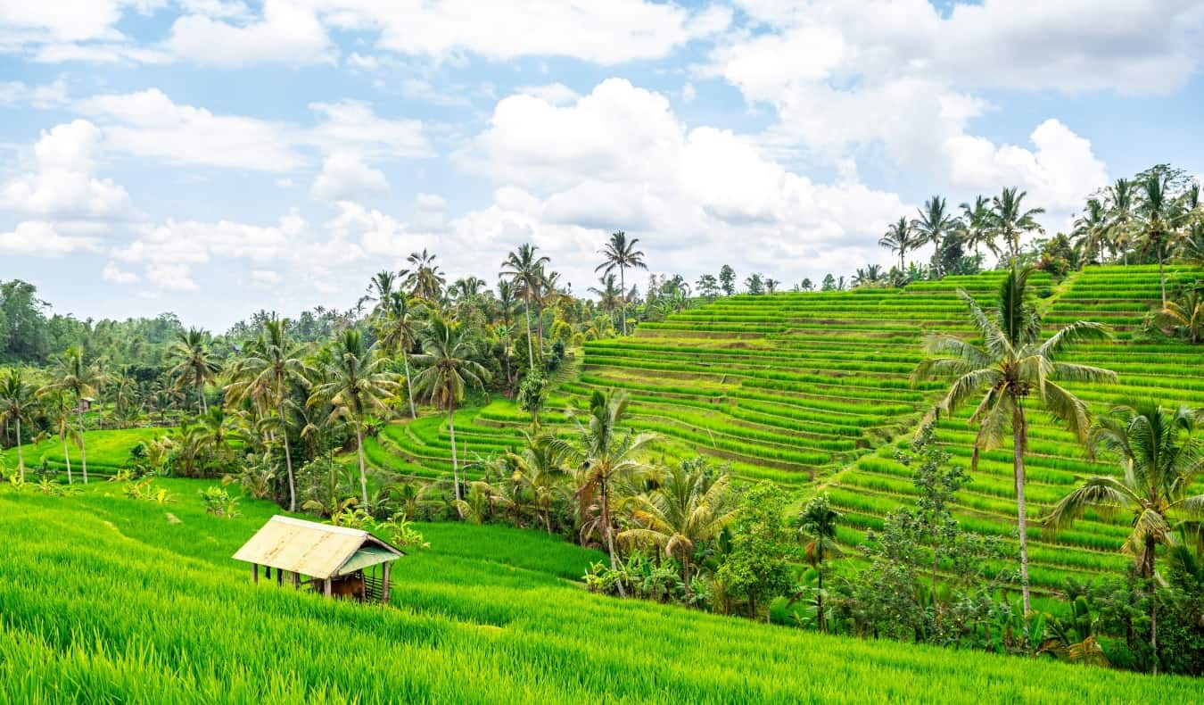 Ubud Norte — naturaleza pura